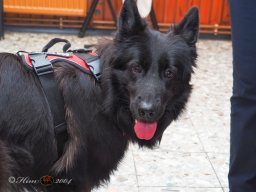 Der Dornbacher im GH Timo am 11.10.2025